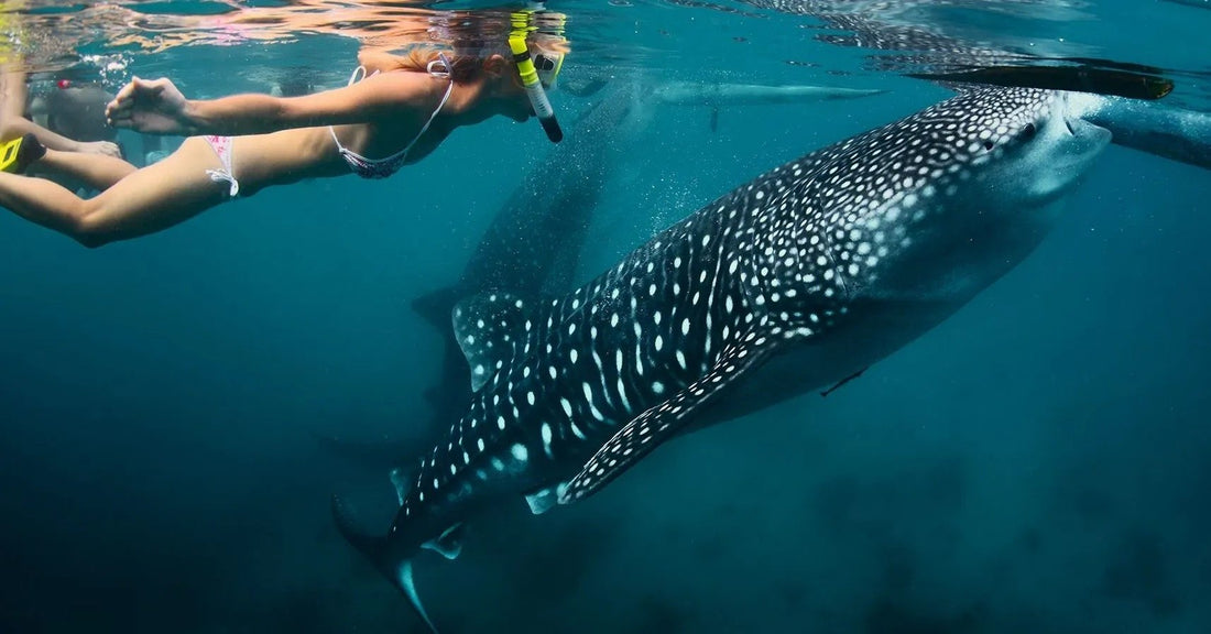 🦈 Tour Tiburón Ballena en Holbox: Nada con el Gigante del Mar - Gama Extreme Tours
