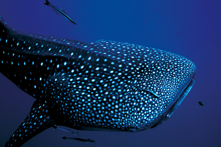 Tour Tiburón Ballena
