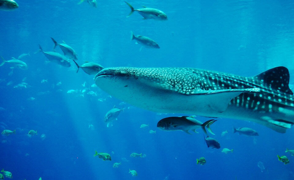 Tour Tiburón Ballena