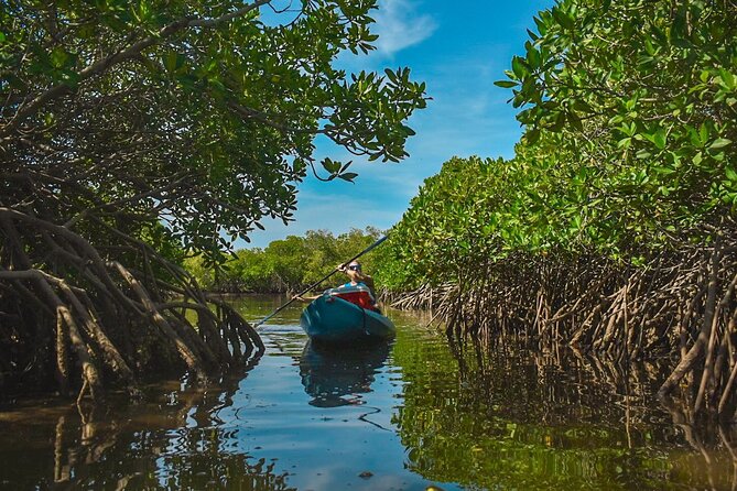 Kayak en Los Manglares