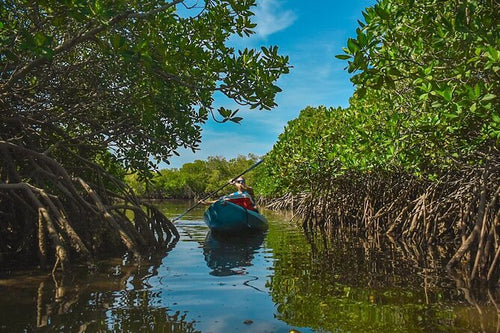 Kayak en Los Manglares