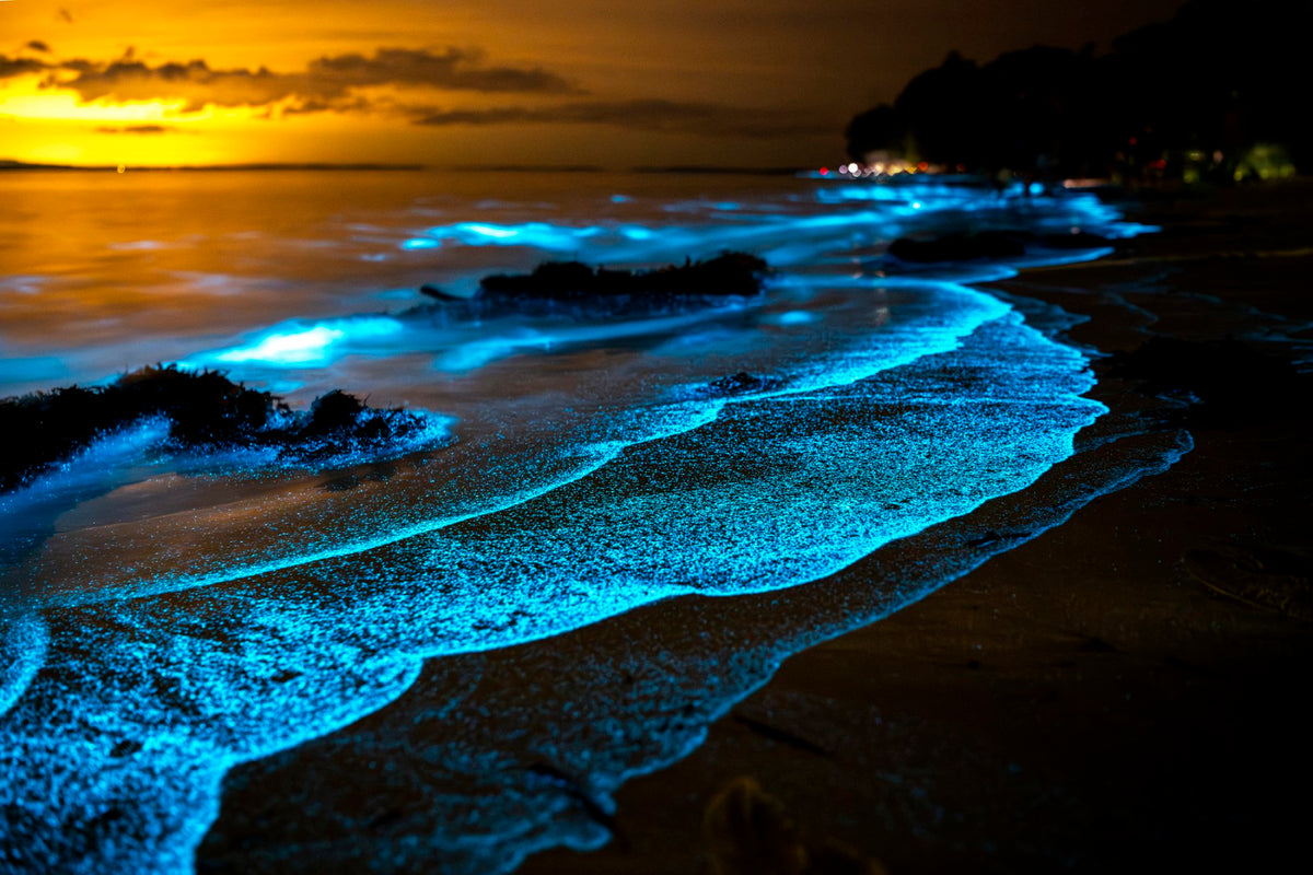 Bioluminiscencia en Vehículo 4x4