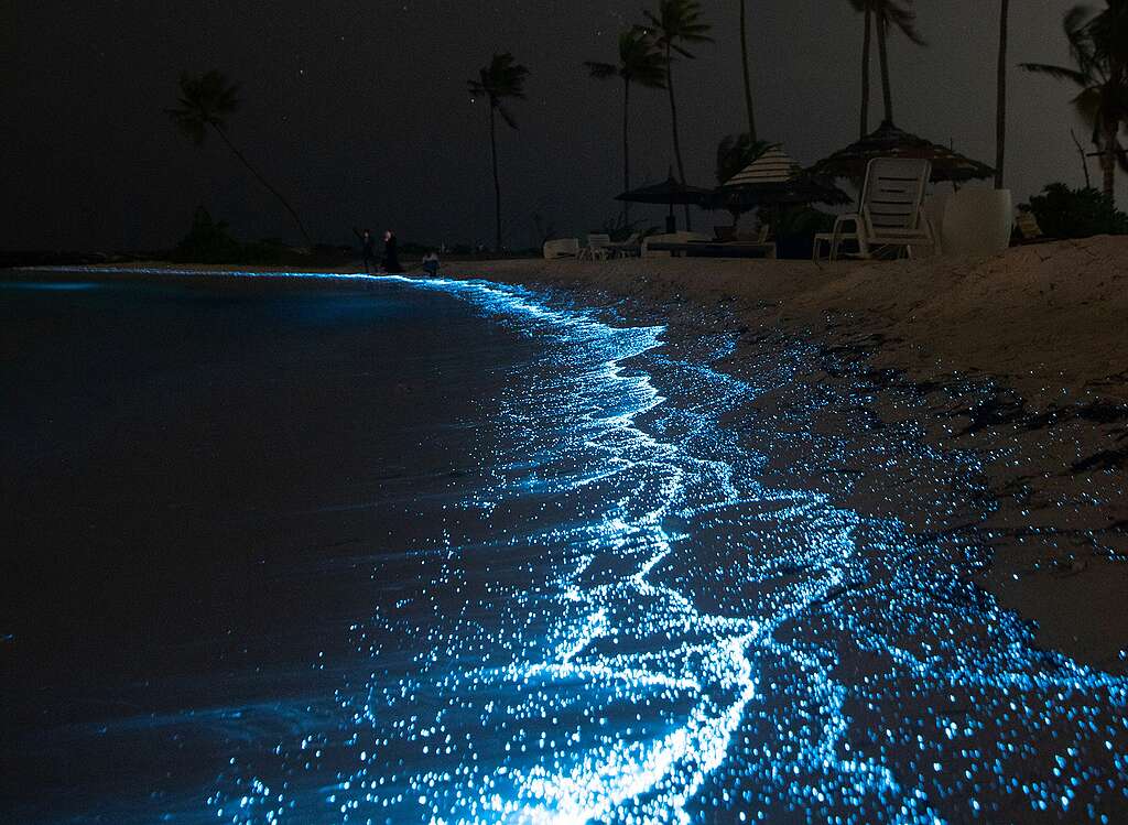 Bioluminiscencia en Vehículo 4x4 - Gama Extreme Tours