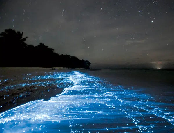 Bioluminiscencia en Vehículo 4x4