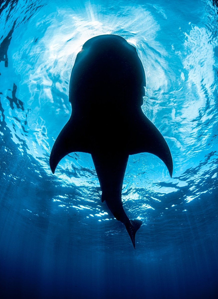 Tour Tiburón Ballena - Gama Extreme Tours